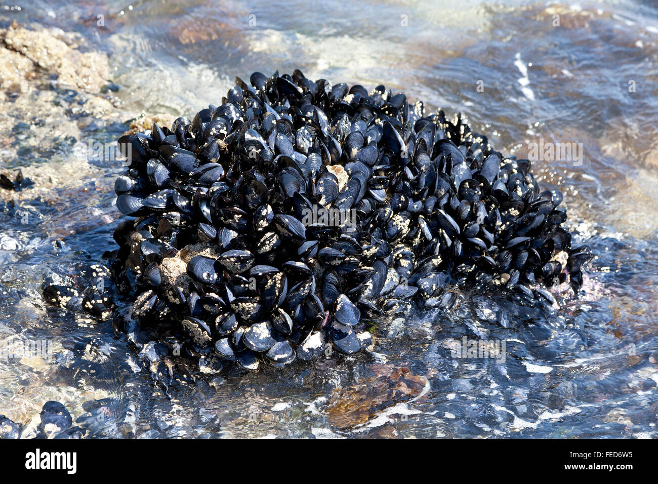 Frische Miesmuscheln wachsen auf den Felsen der Ocean of New Zealand Stockfoto