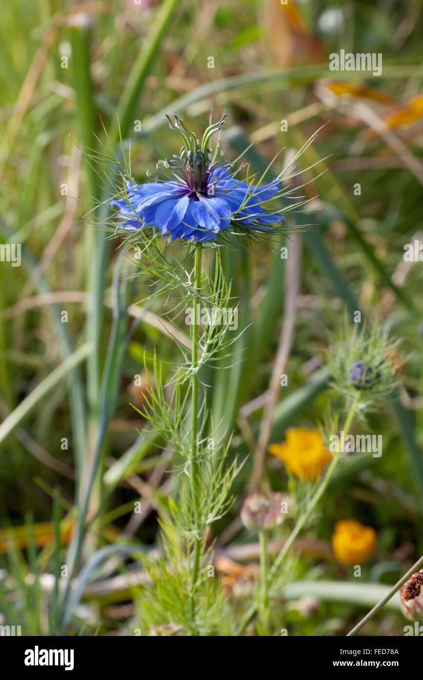 Nigella Blume schließen sich im freien Stockfoto
