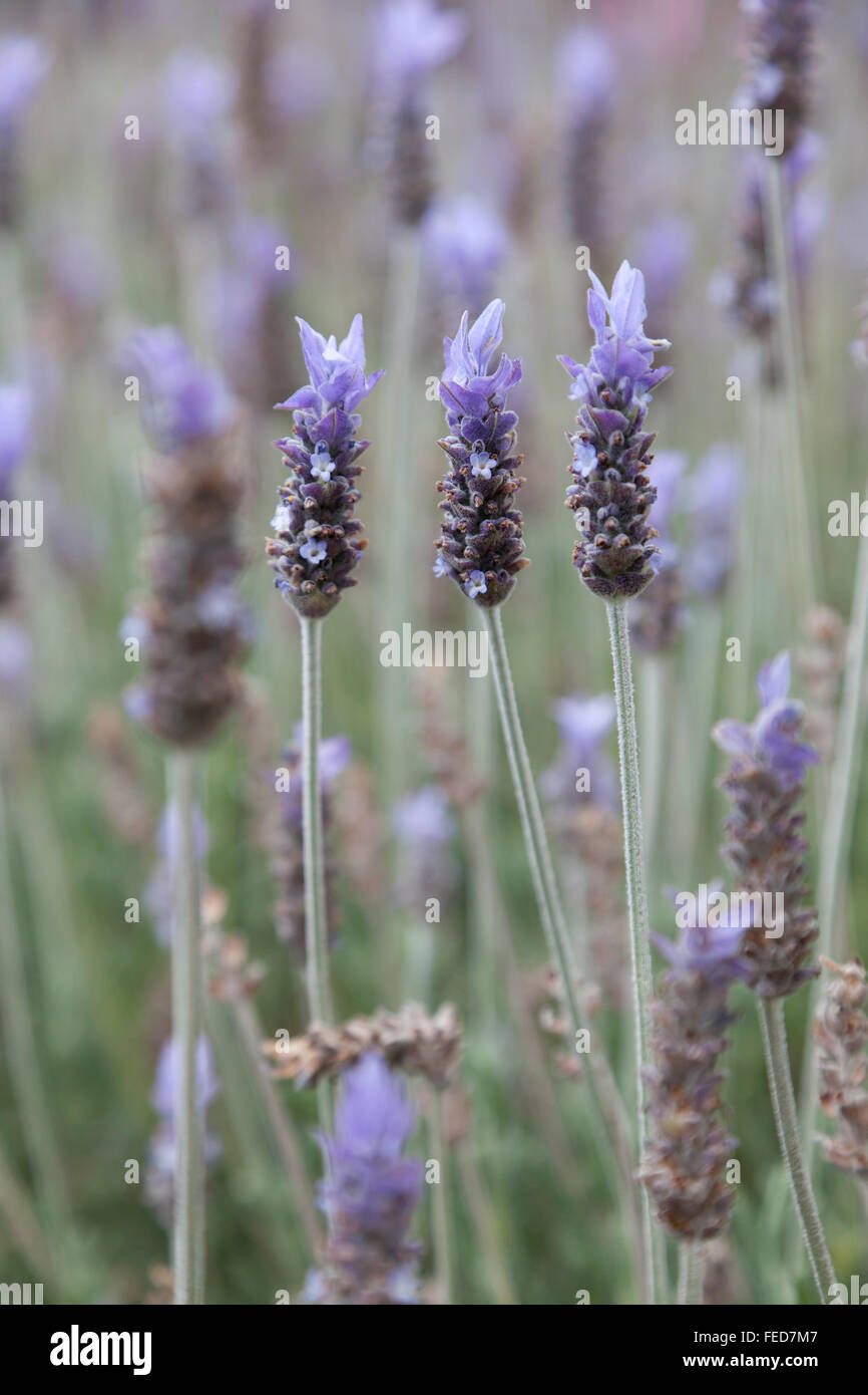 Lila Lavendel-Blüten Stockfoto