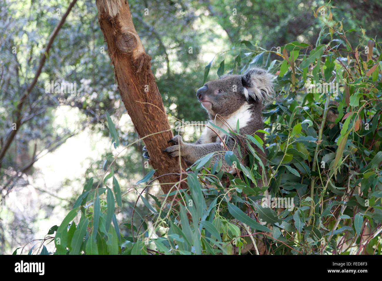 Koala auf einem Baumstamm in Queensland, Australien Stockfoto