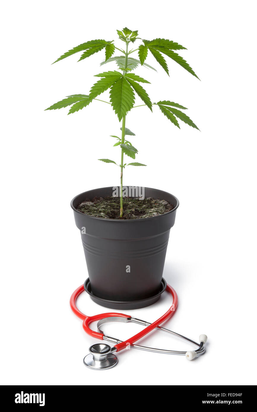 Medizinisches Marihuana, Cannabis-Pflanze mit Stethoskop Stockfoto