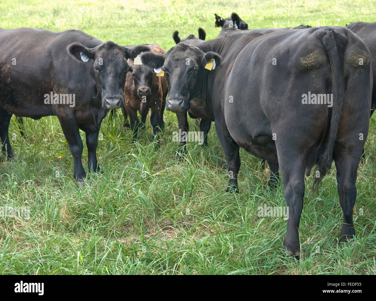 Angus cattle -Fotos und -Bildmaterial in hoher Auflösung – Alamy