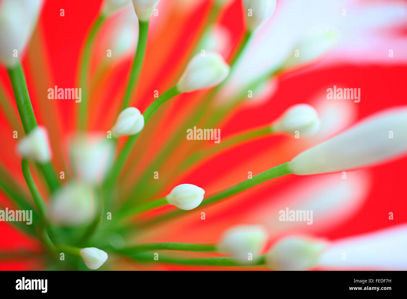 helle und dynamische weiße Agapanthus Knospen auf kräftigem Rot Hintergrund Jane Ann Butler Fotografie JABP1419 Stockfoto