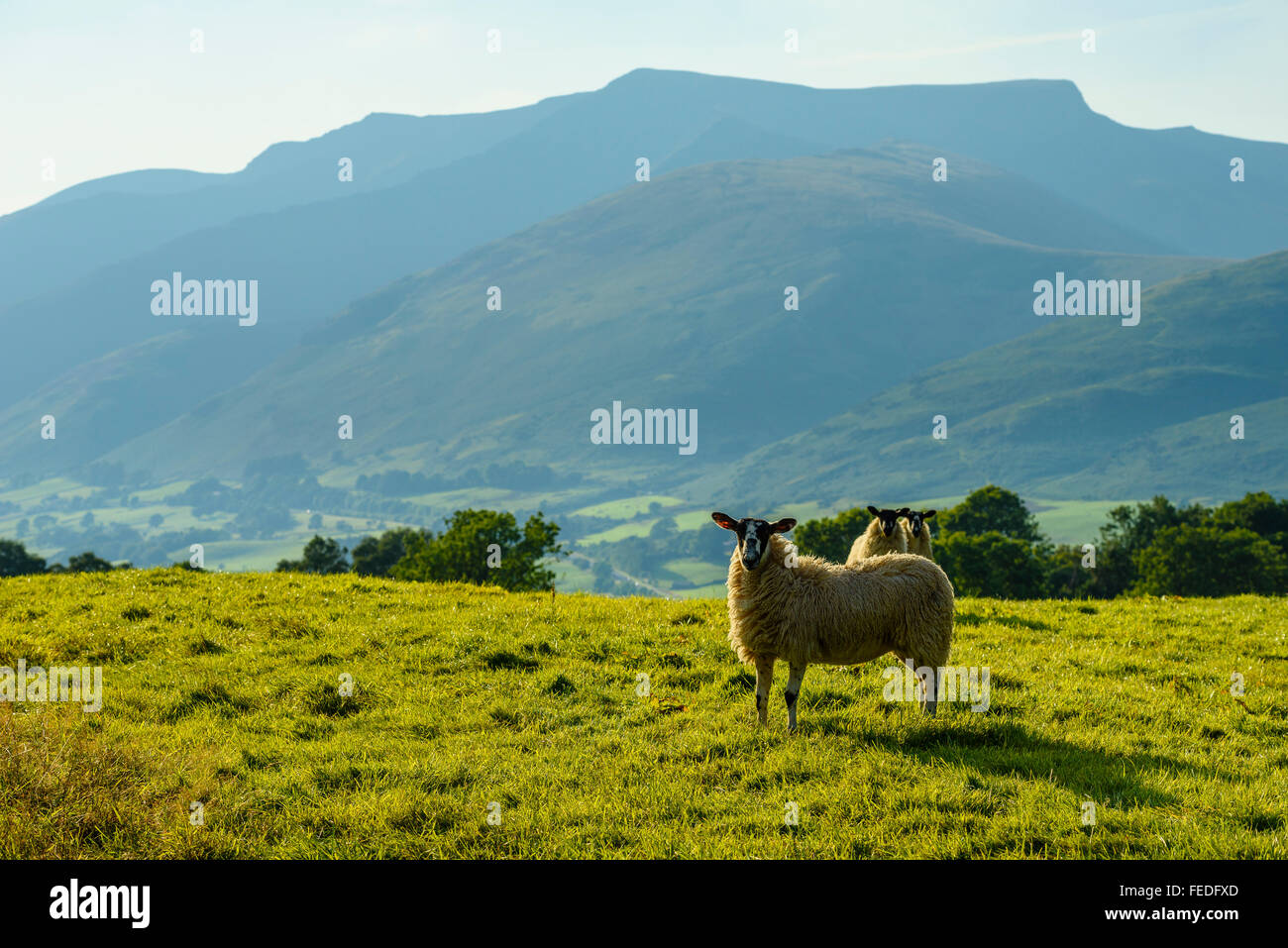 Schafe und Blencathra (auch genannt Saddleback) im englischen Lake District Stockfoto