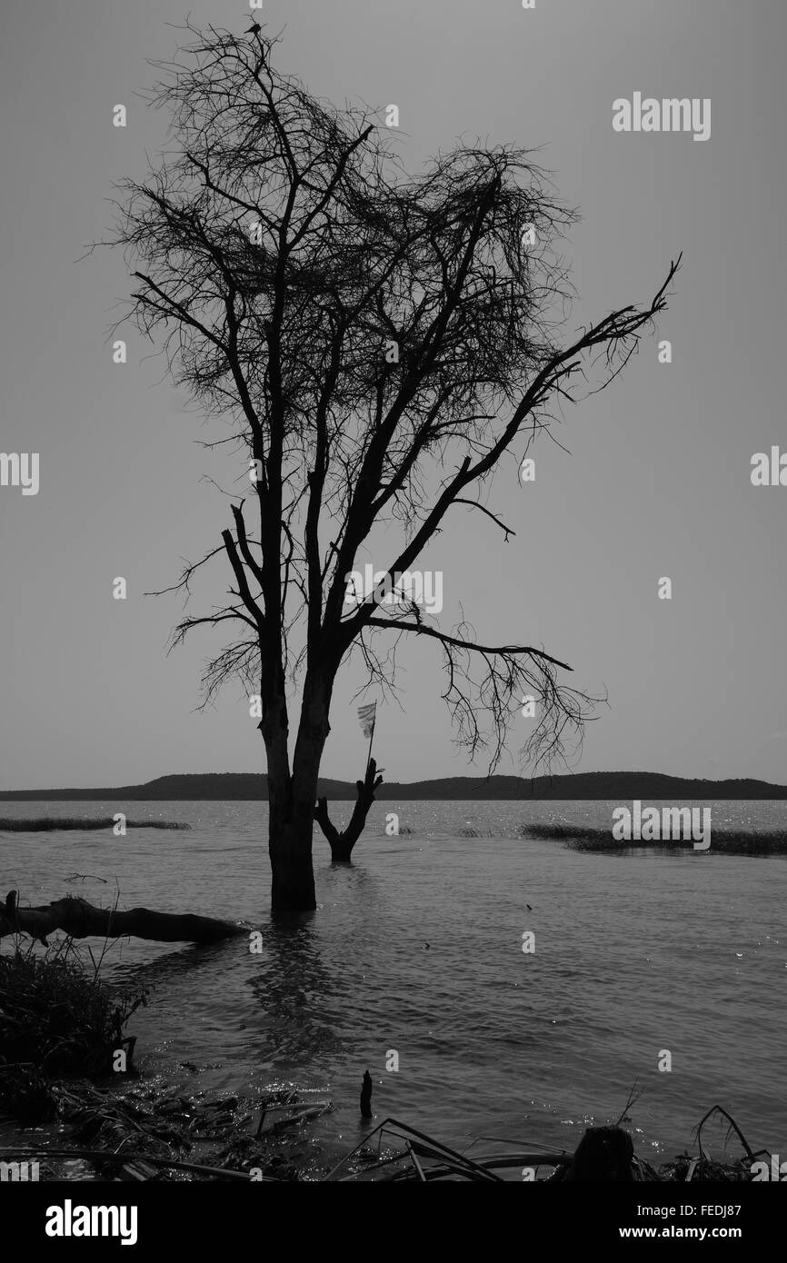 Ein Baum am Rande eines Sees in schwarz und weiß. Stockfoto