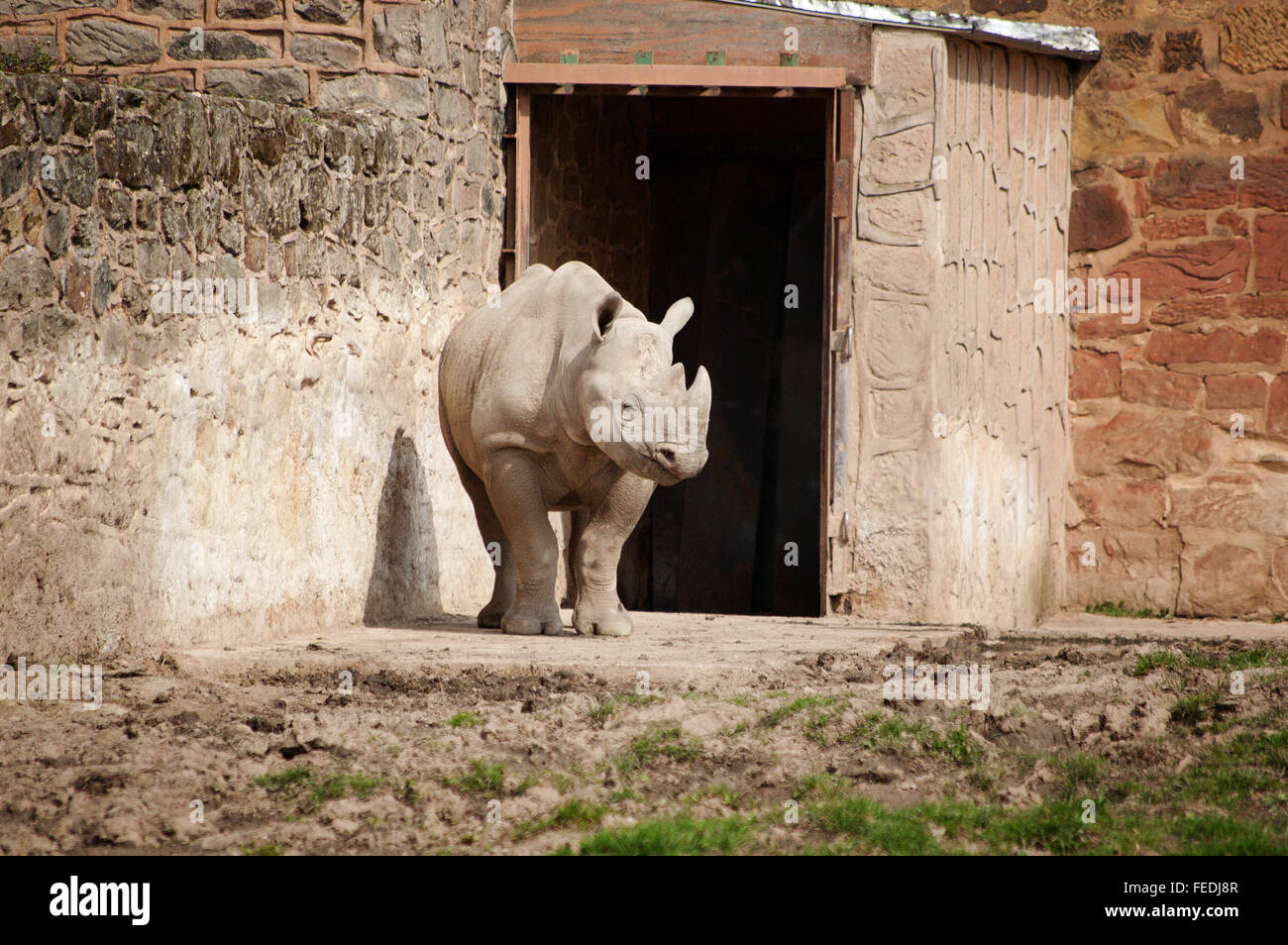 Baby-Platz-lippige Breitmaulnashorn in Gefangenschaft in einem zoo Stockfoto