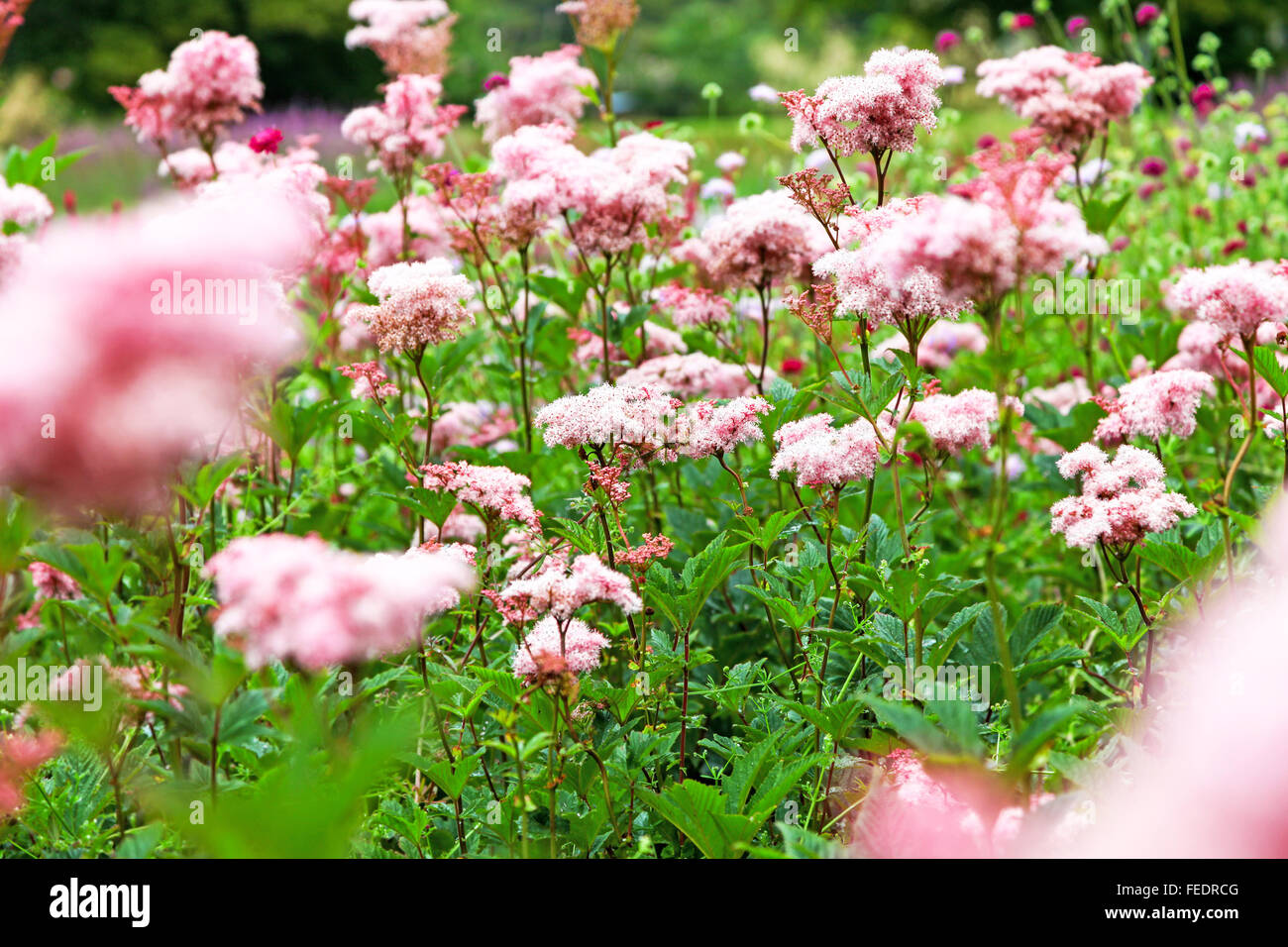 Die rosafarbenen Blüten des Spiraea Japonica, japanische Mädesüß oder japanische spiraea Stockfoto