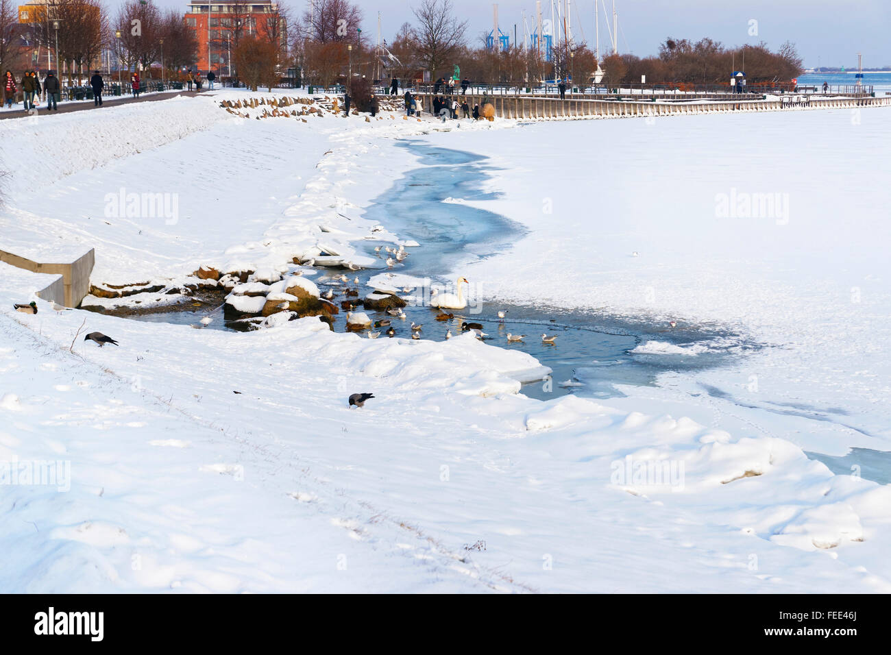 Enten im Teich am Langelinie Park Promenade in Winter Kopenhagen. Langelinie ist ein Pier, der Promenade und der Park in Kopenhagen, Dänemark, und Heimat der Statue der kleinen Meerjungfrau. Stockfoto