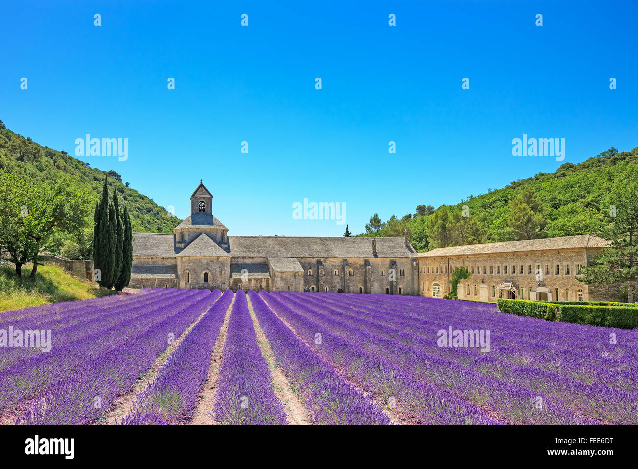 Abtei von Senanque und blühenden Zeilen Lavendel Blumen. Gordes, Luberon, Vaucluse, Provence, Frankreich, Europa. Stockfoto