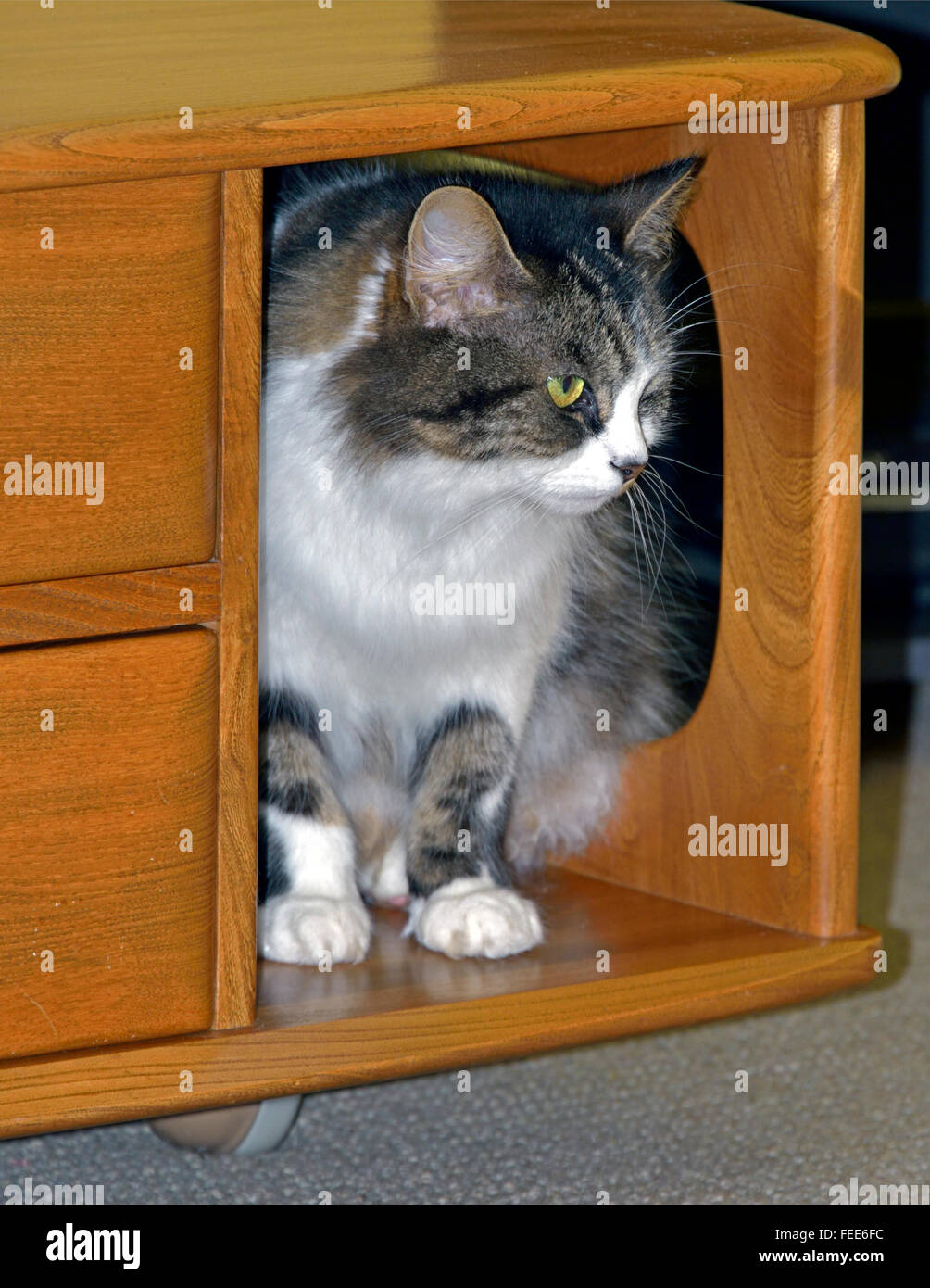 Tabby und weiße Katze guckt von Holzmöbeln. Stockfoto