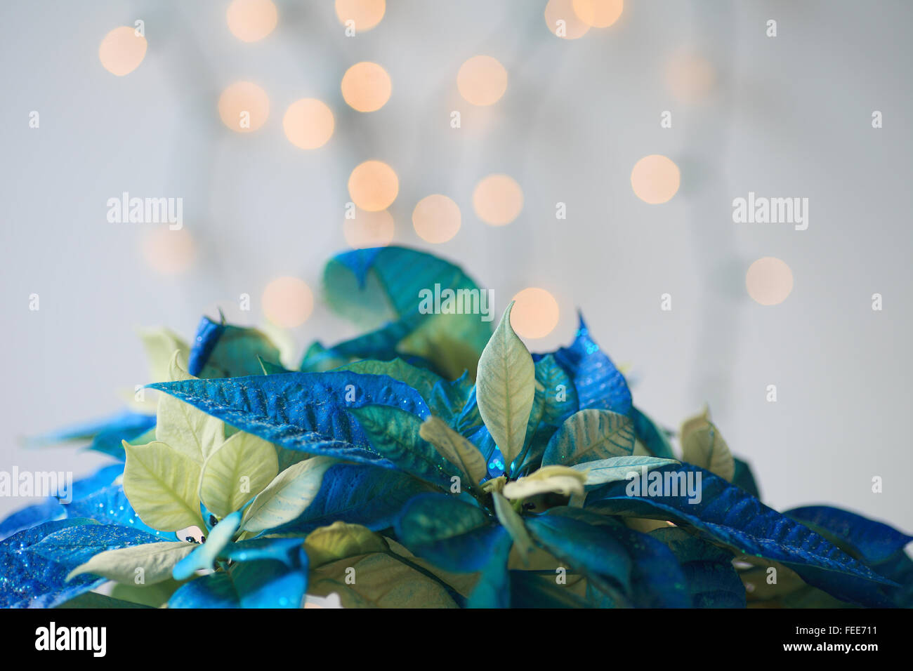 Blauer weihnachtsstern -Fotos und -Bildmaterial in hoher Auflsung  Alamy