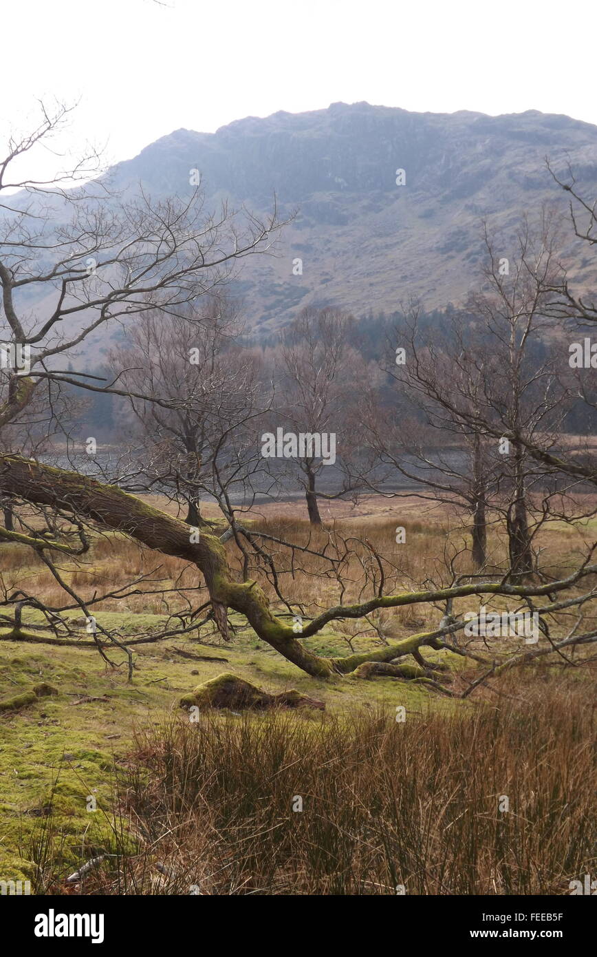 Blea Tarn, Langdale, Cumbria, Stockfoto