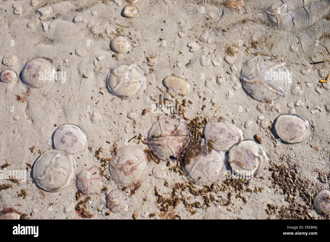 Mond-Quallen, auch gemeinsame Quallen oder Untertasse Gelee (Aurelia Golden) am Strand der Ostsee, Prerow, Darß, Stockfoto