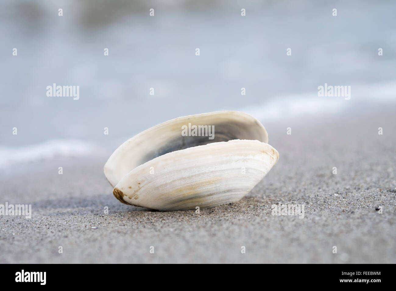 Offene Muschel am Strand, Darß, Fischland Zingst, Mecklenburg-Western Pomerania, Deutschland Stockfoto