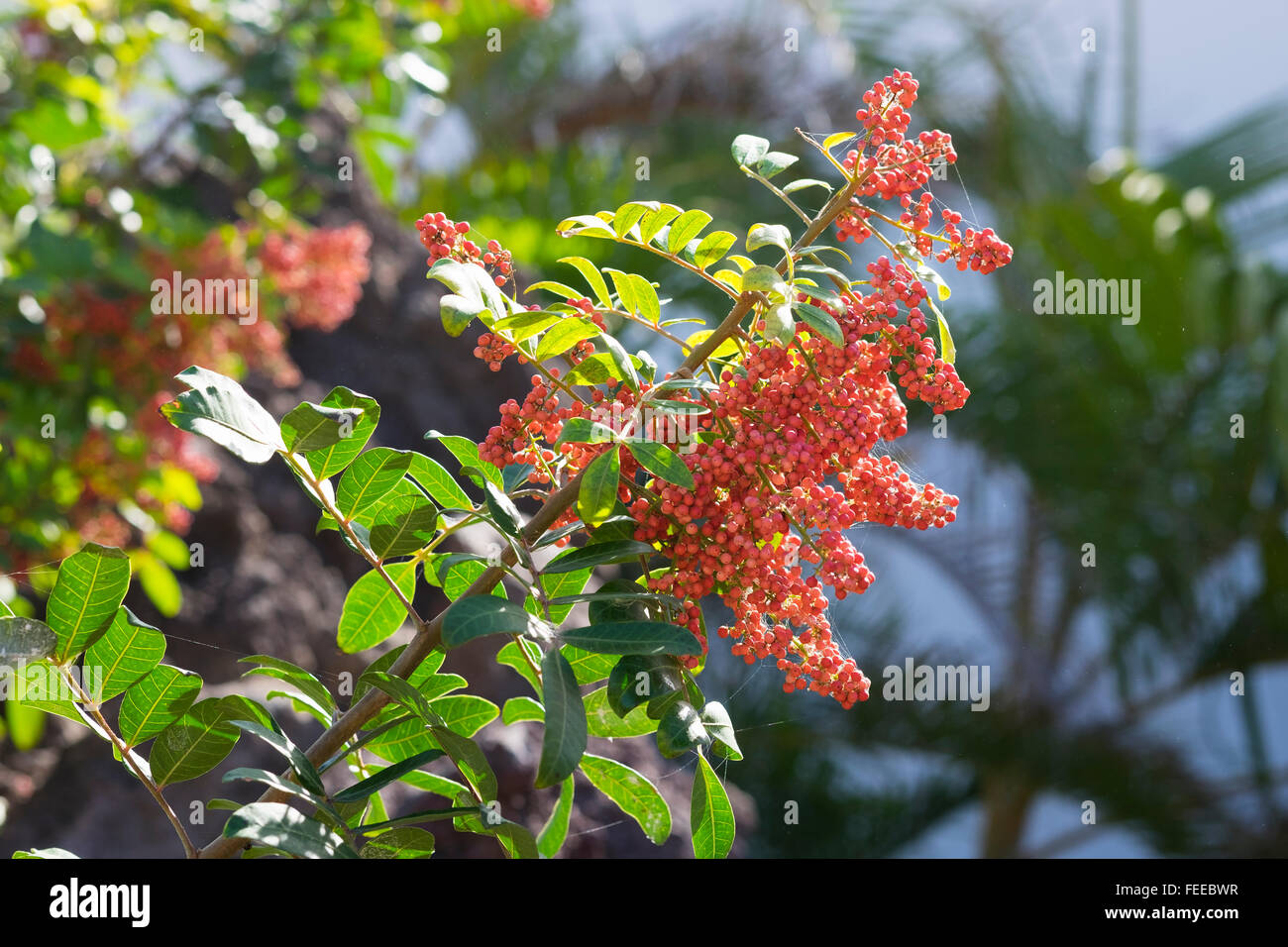 Brasilianische Peppertree (Schinus Terebinthifolius) mit Beeren, La Gomera, Kanarische Inseln, Spanien Stockfoto