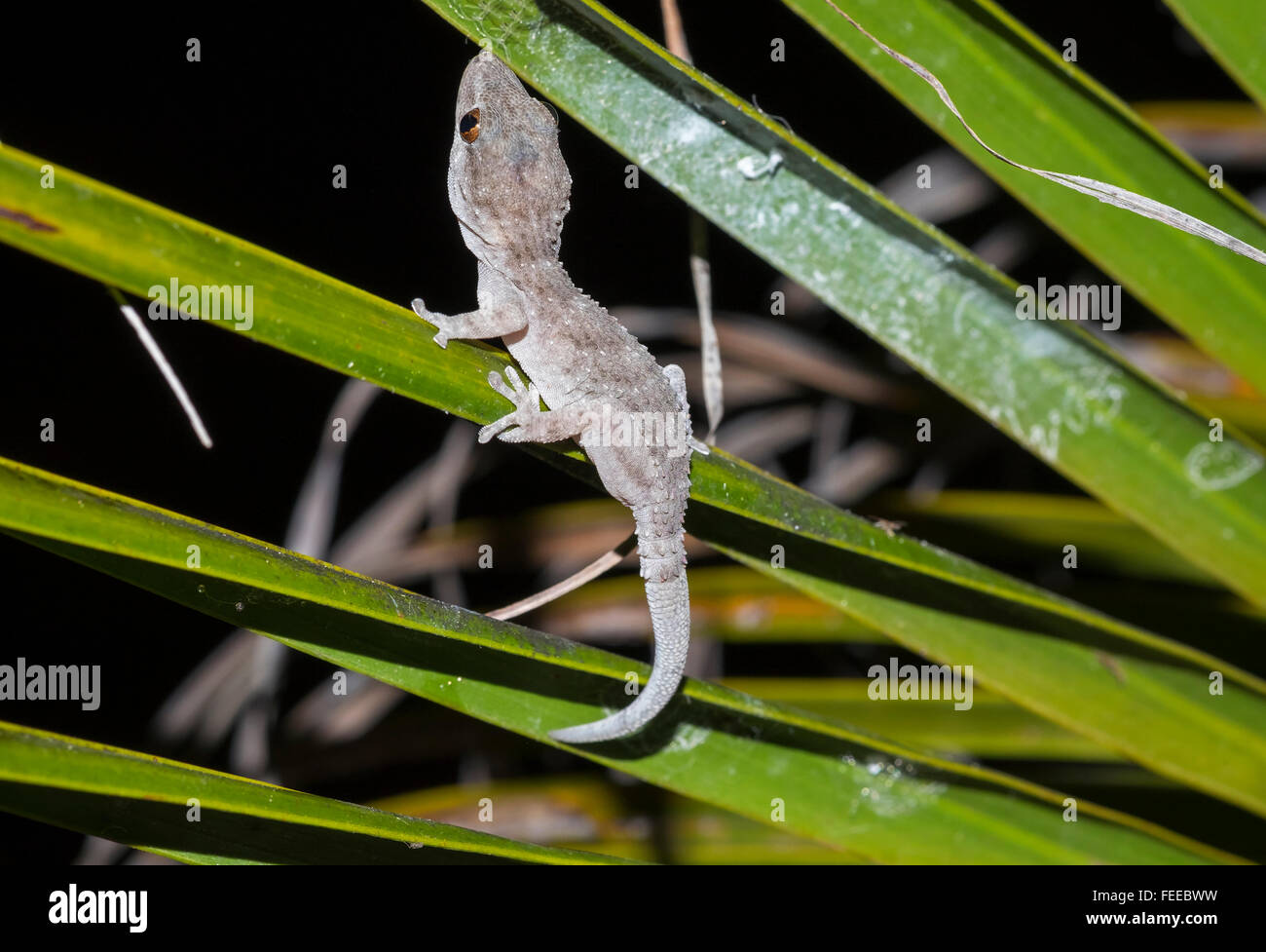 Gomerische Wand Gecko oder La Gomera Gecko (Tarentola Gomerensis) auf Palm Leaf, La Gomera, Kanarische Inseln, Spanien Stockfoto