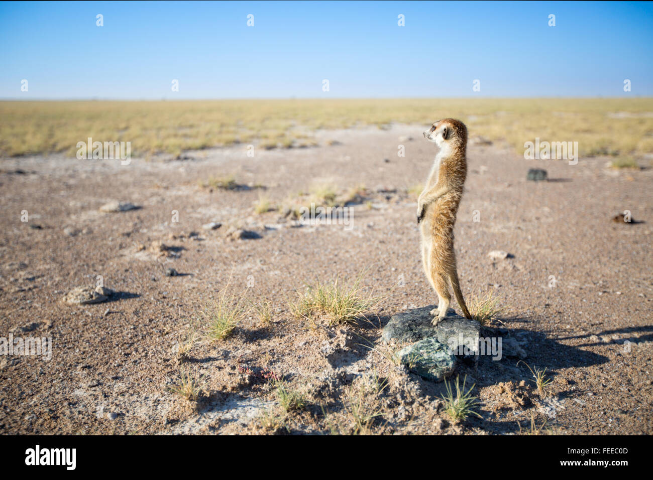 Erdmännchen auf open Veld in Botswana Stockfoto