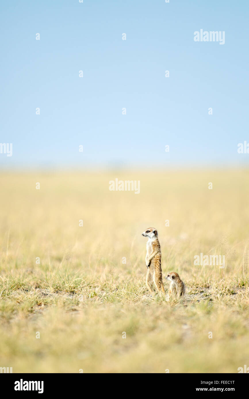 Erdmännchen auf open Veld in Botswana Stockfoto