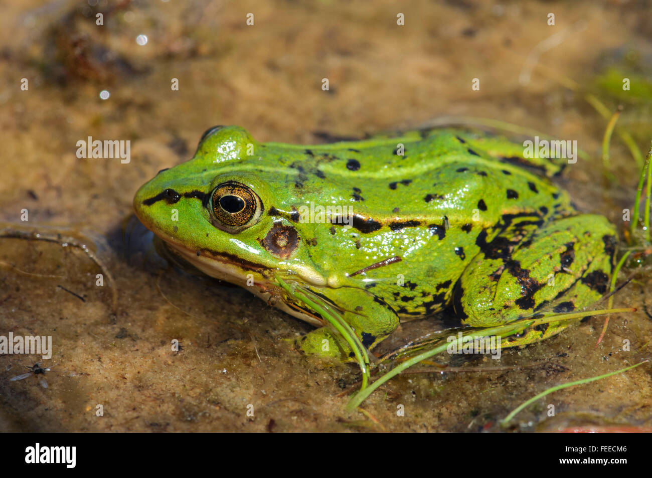 Essbare Grüne Frosch Rana esculenta Stockfoto