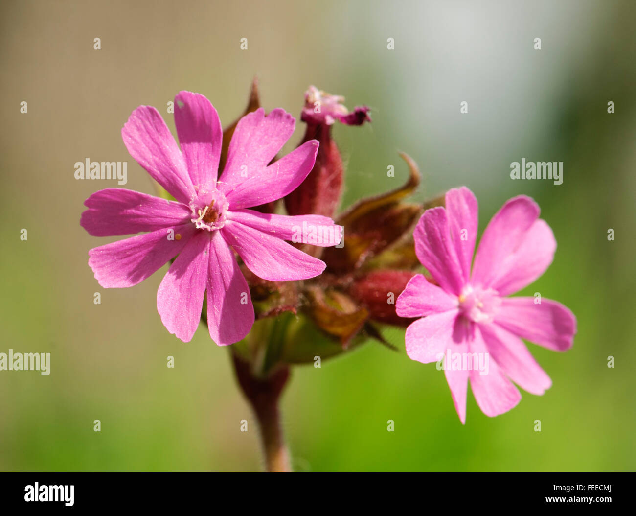 rote Campion Silene Dioica Blumen Stockfoto