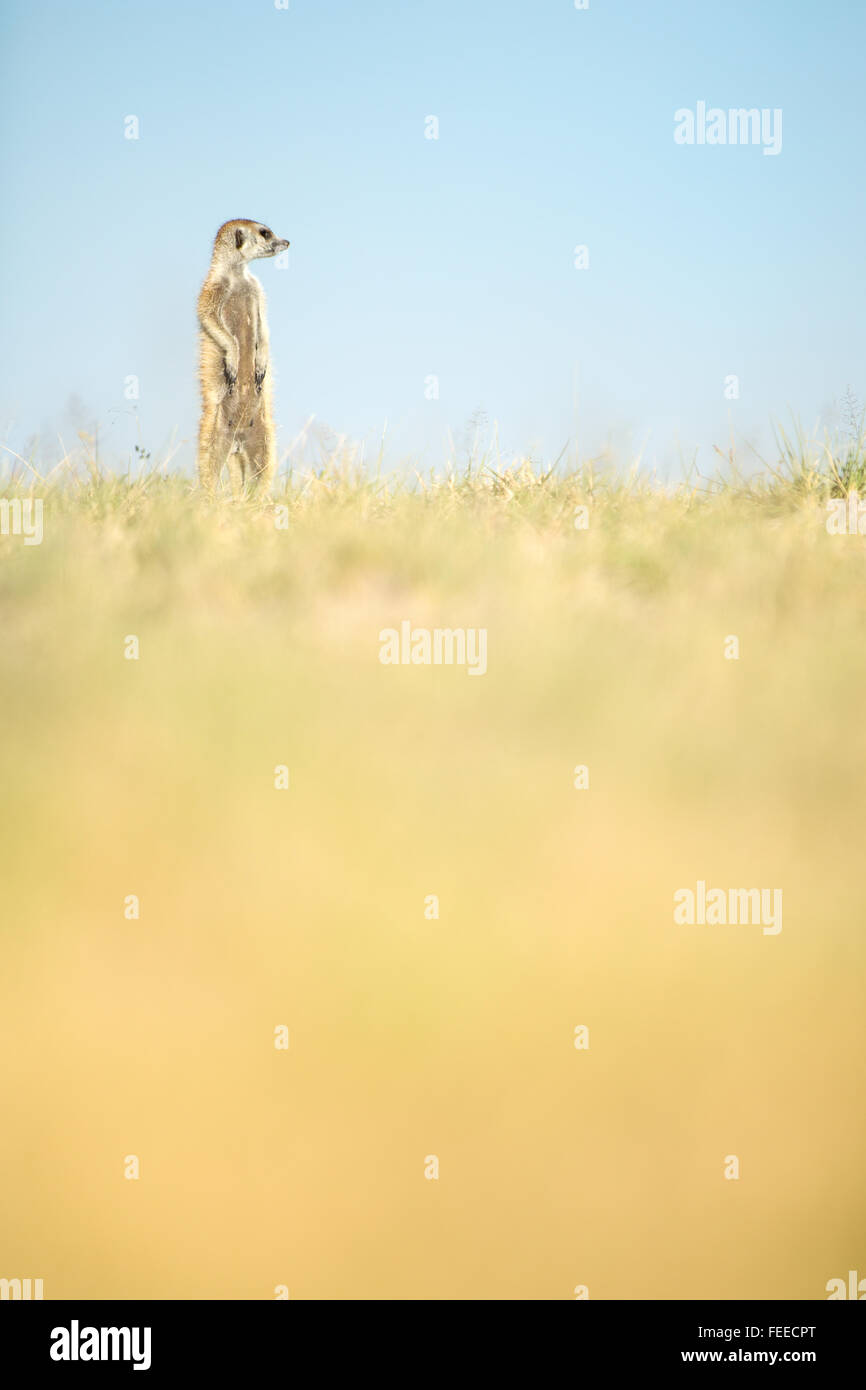 Erdmännchen auf open Veld in Botswana Stockfoto