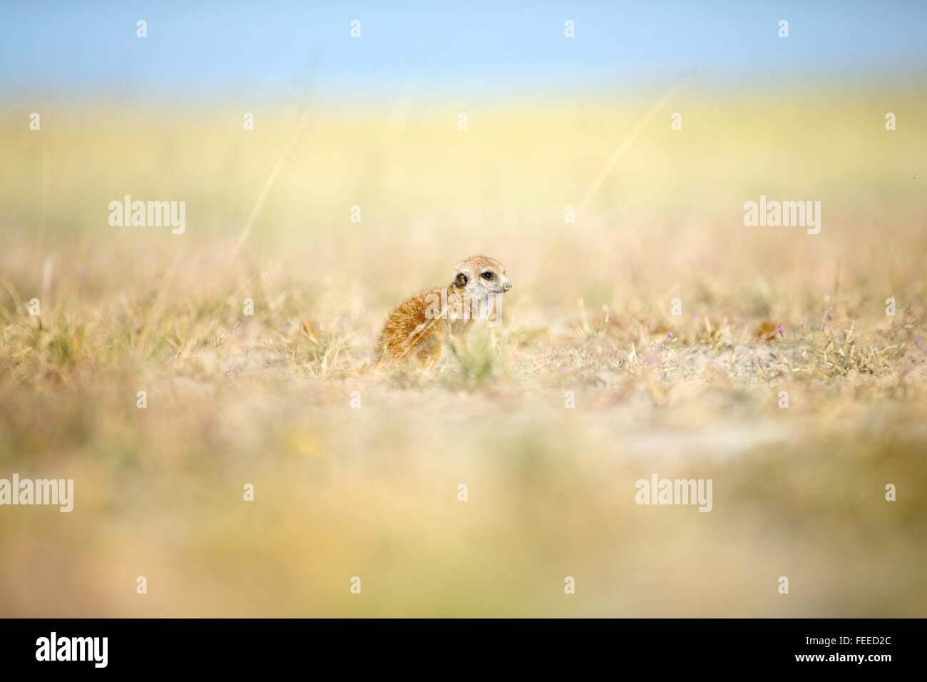 Erdmännchen auf open Veld in Botswana Stockfoto