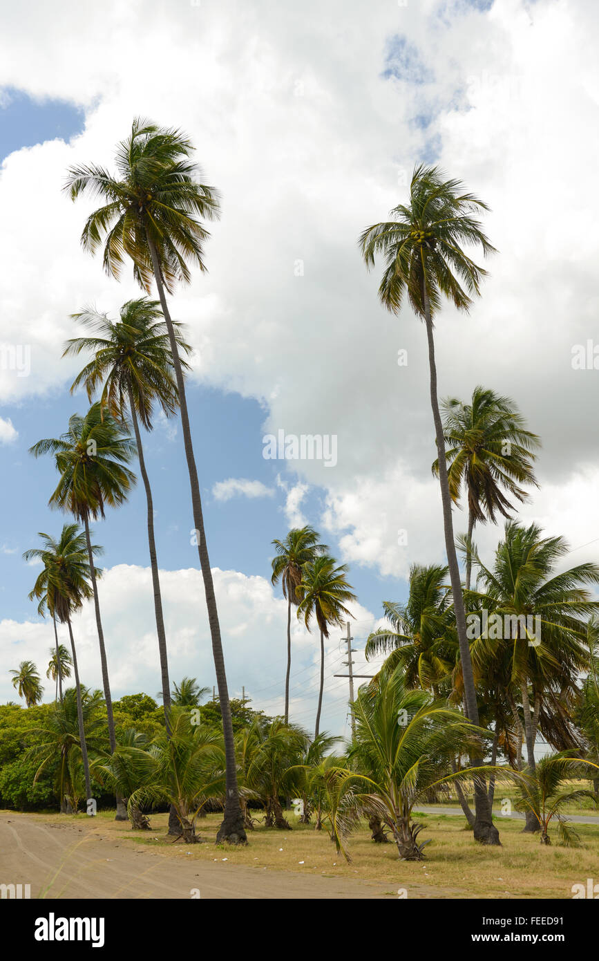 Palmen gegen bewölktem Himmel. Salinas, Puerto Rico. Karibik-Insel. US-Territorium. Stockfoto