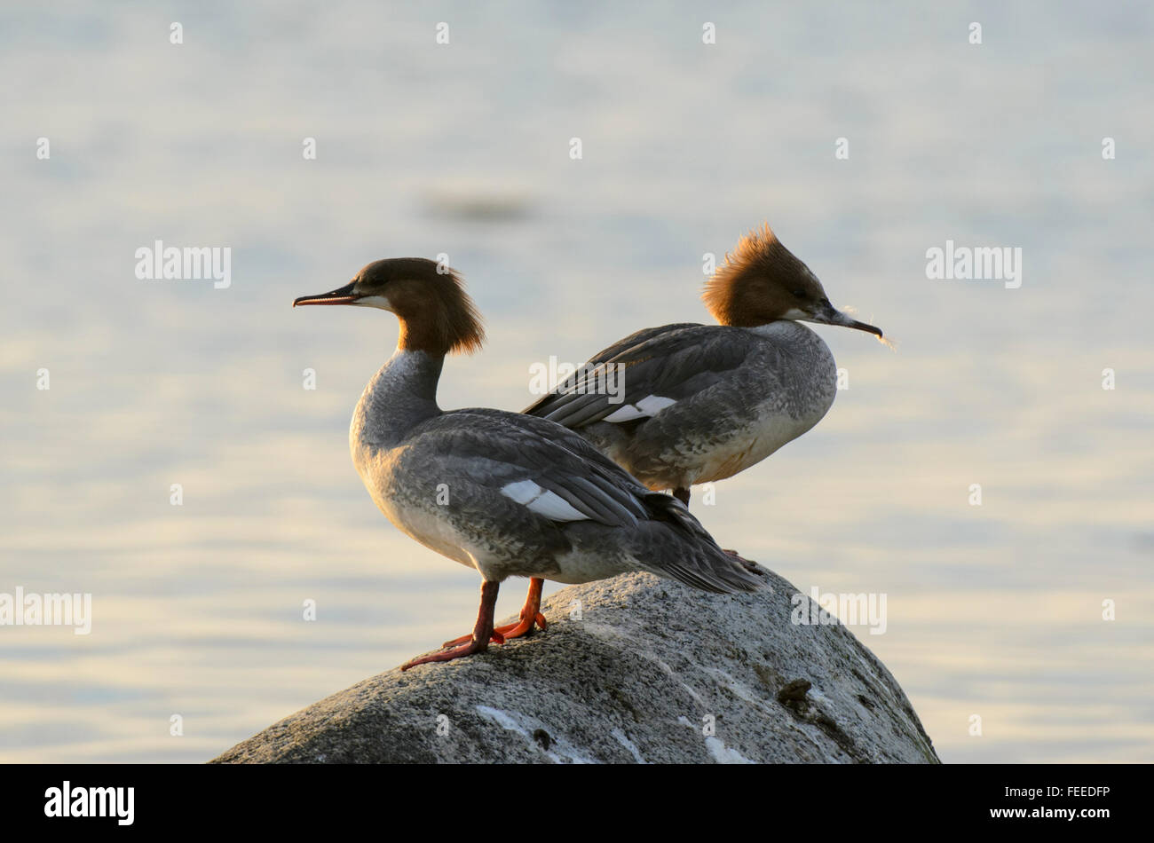 Zwei weibliche Gänsesäger Mergus Prototyp steht auf einem Felsen Stockfoto