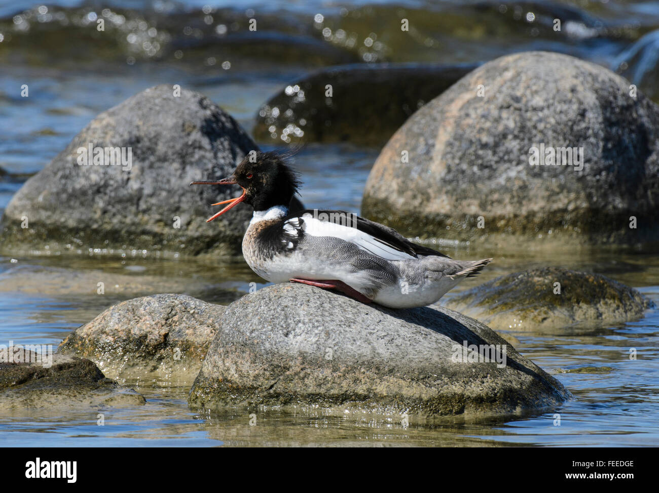 Männliche Red-breasted Prototyp Mergus Serrator ruht auf einem Felsen Stockfoto