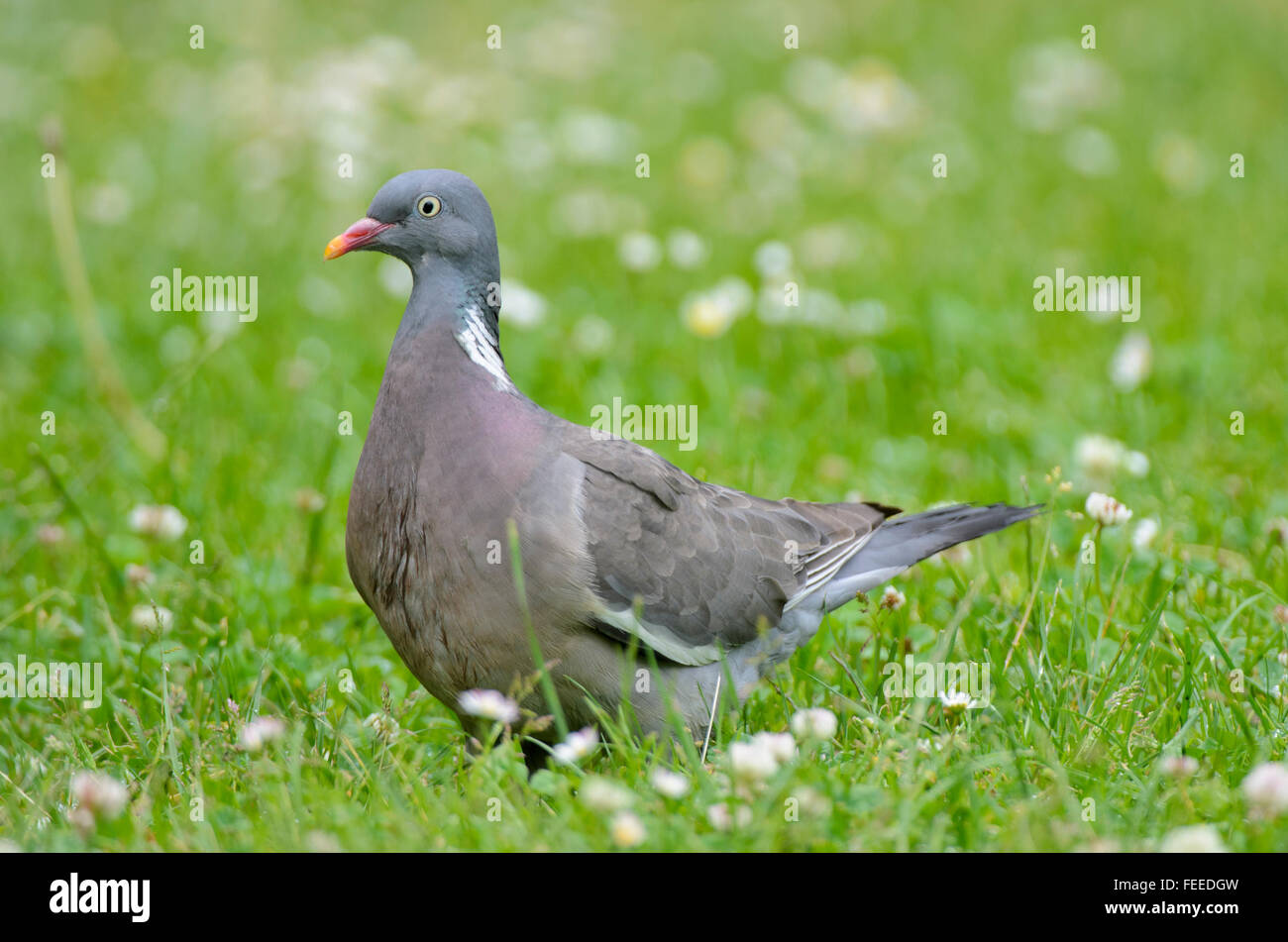 Woodpigeon Columba Palumbus stehen im Rasen Stockfoto