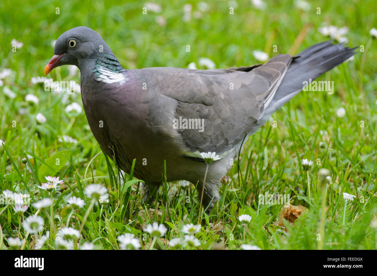 Woodpigeon Columba Palumbus Gras füttern Stockfoto