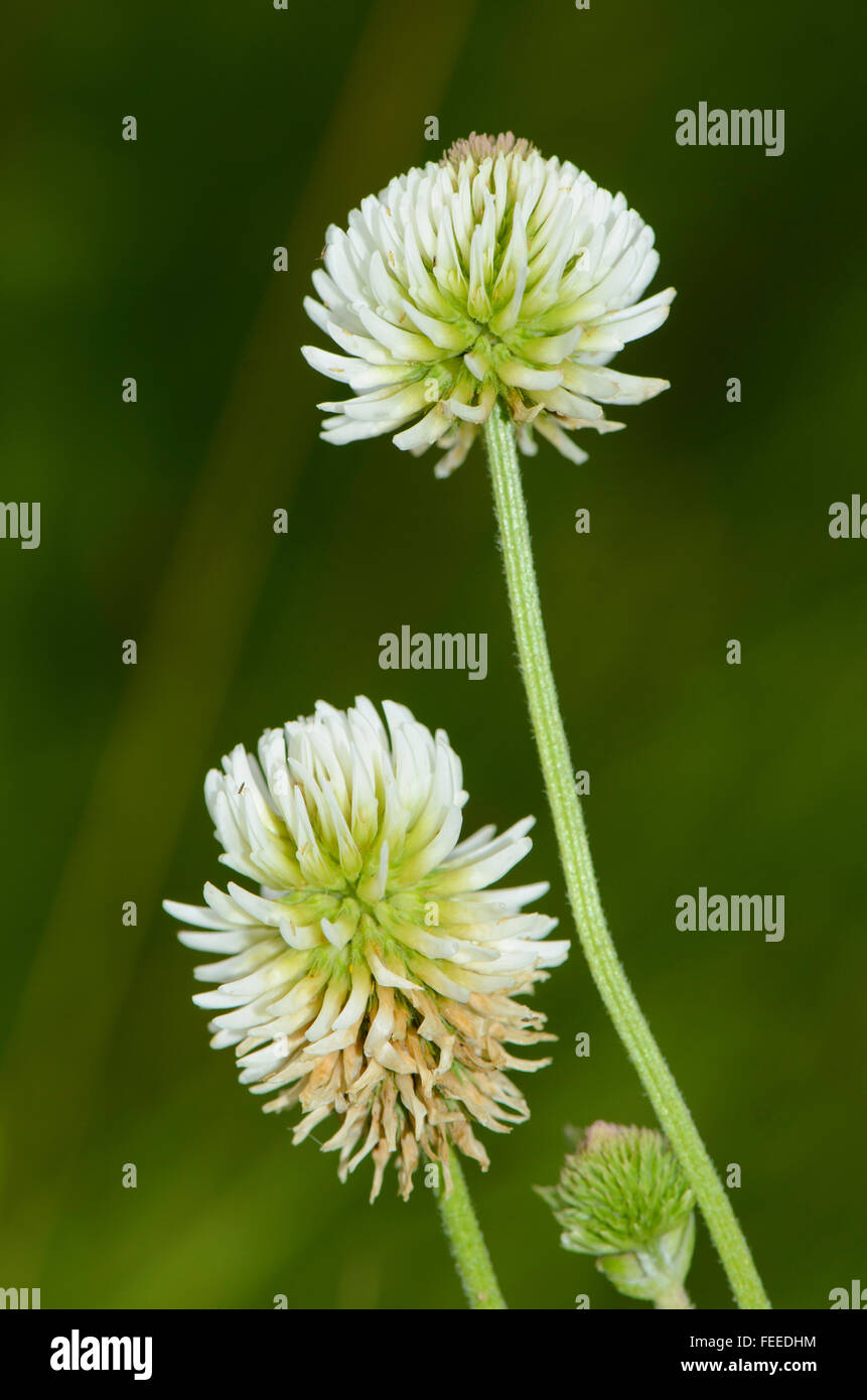 Berg-Klee Trifolium montanum Stockfoto