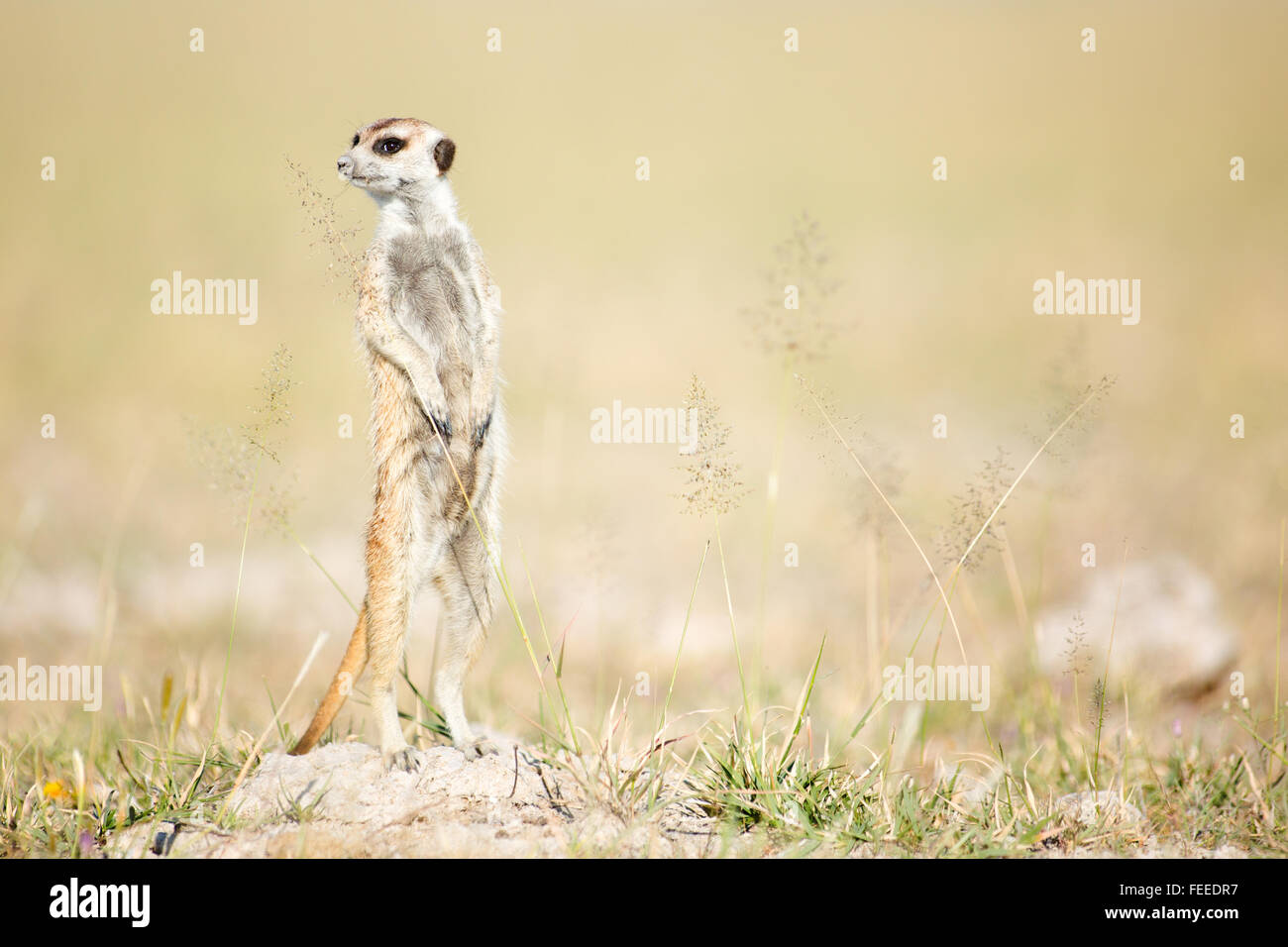 Erdmännchen auf open Veld in Botswana Stockfoto