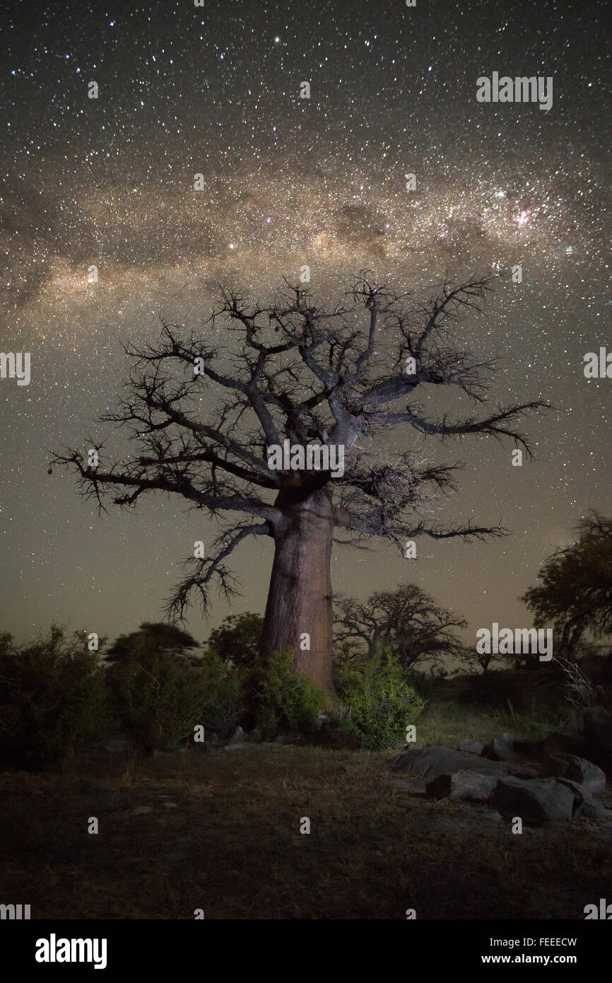 Baobab-Baum auf Kubu Island Stockfoto