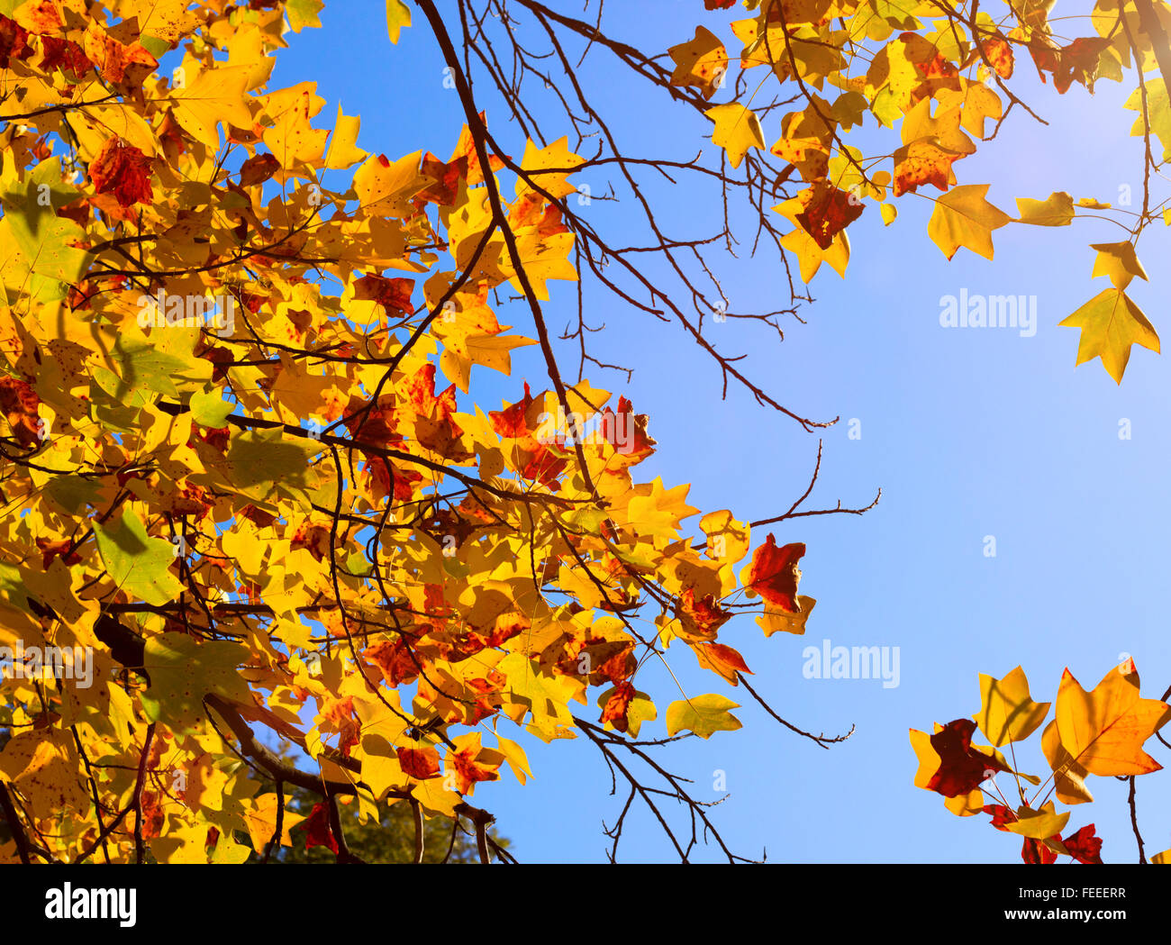 Herbstliche Ahornblätter mit gelben einen blauen Himmelshintergrund Stockfoto