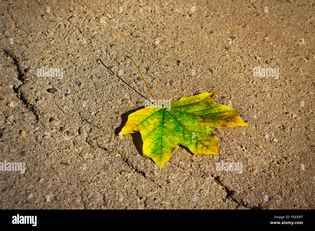 Einzelne gelbe Herbst Ahornblatt auf einer Straße Stockfoto