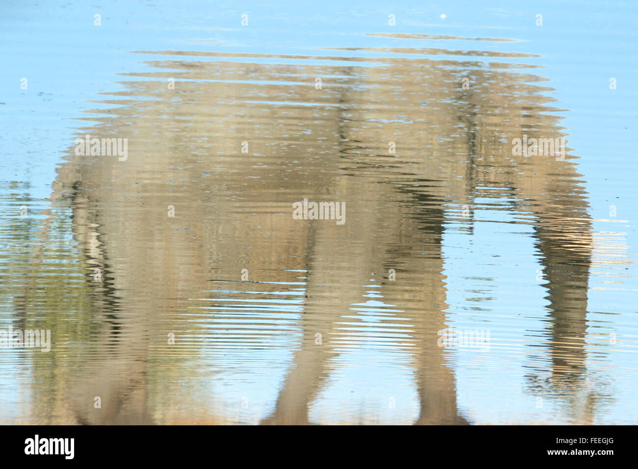 Reflexion eines Elefanten Stockfoto
