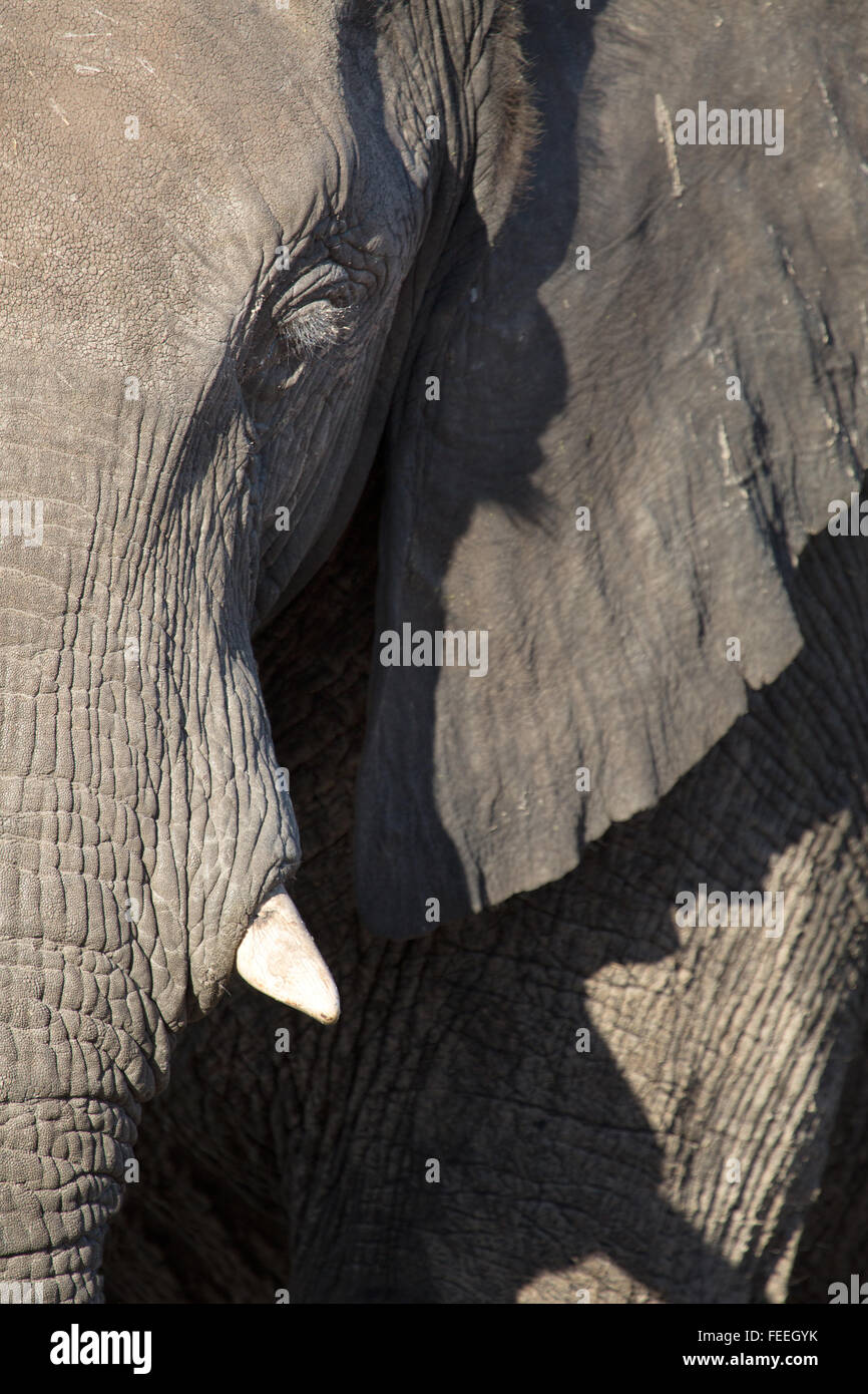 Details eines afrikanischen Elefanten Stockfoto