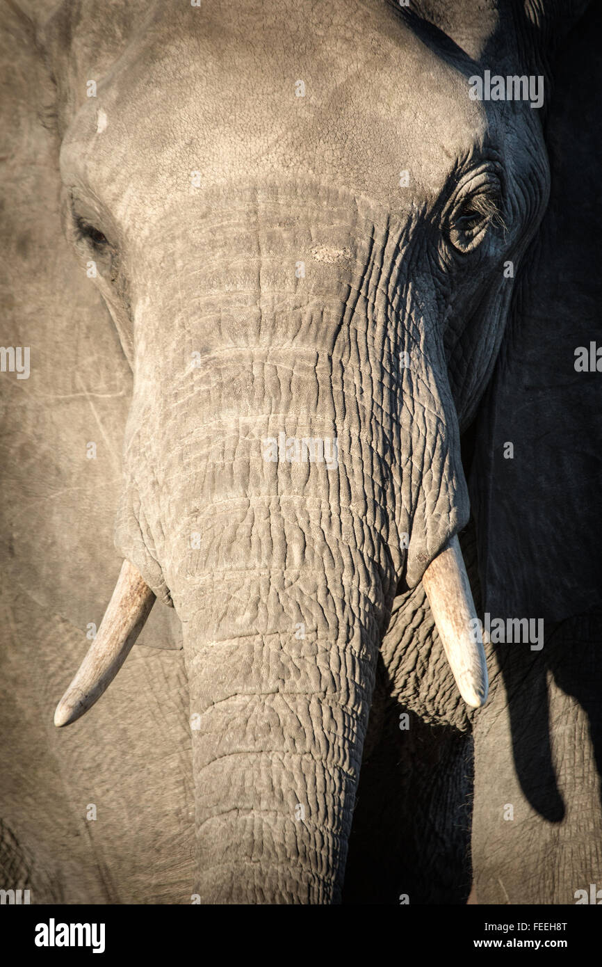 Details eines afrikanischen Elefanten Stockfoto