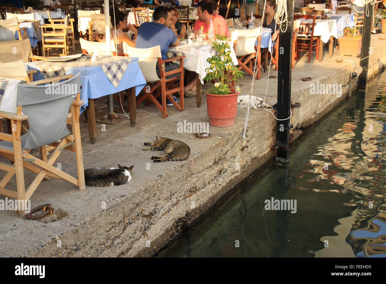 Katzen schlafen unter Dining Tische in einem Restaurant, während die Leute essen am Hafen sind in der griechischen Ägäis Resort von Lesbos Molyvos Stockfoto