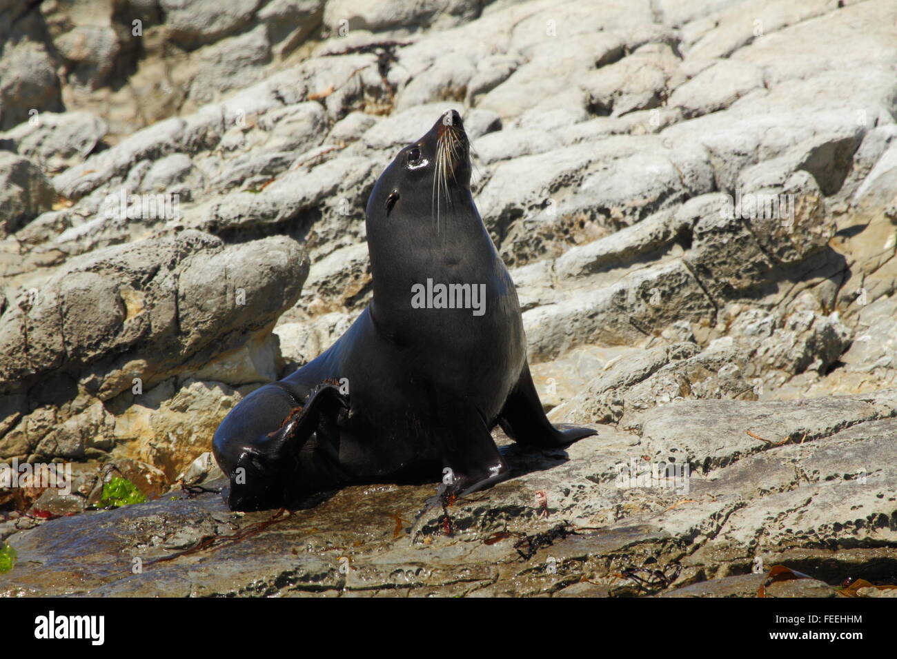 New Zealand Seebär in Kaikoura, Neuseeland. Stockfoto