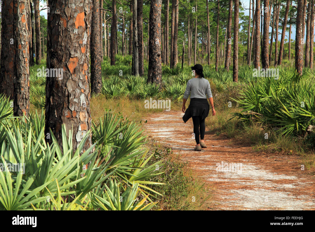 Eine weibliche Wanderer macht ihren Weg entlang kitching Creek Trail in Jonathan dickinson State Park, Jupiter, Florida Stockfoto