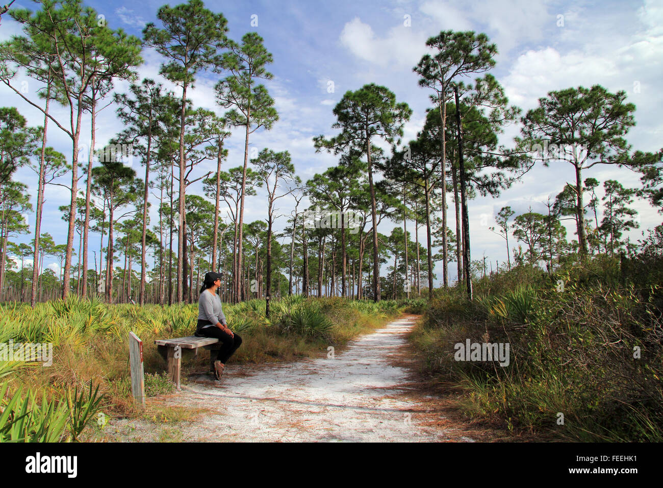 Eine weibliche Wanderer Pausen zur Rast ein und nimmt in der Landschaft entlang der kitching Creek Trail, Jonathan dickinson State Park, Florida Stockfoto