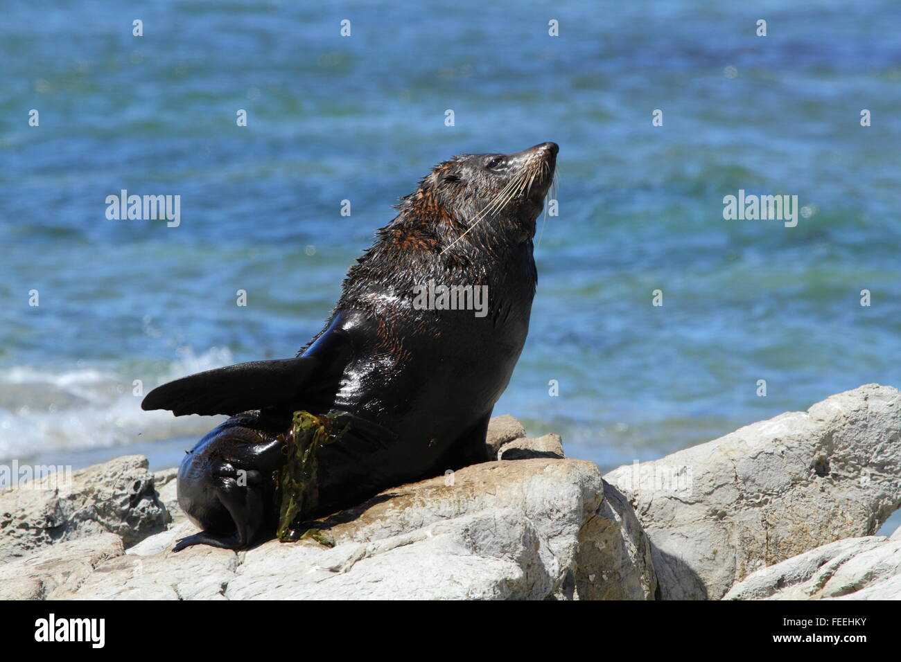 New Zealand Seebär in Kaikoura, Neuseeland. Stockfoto