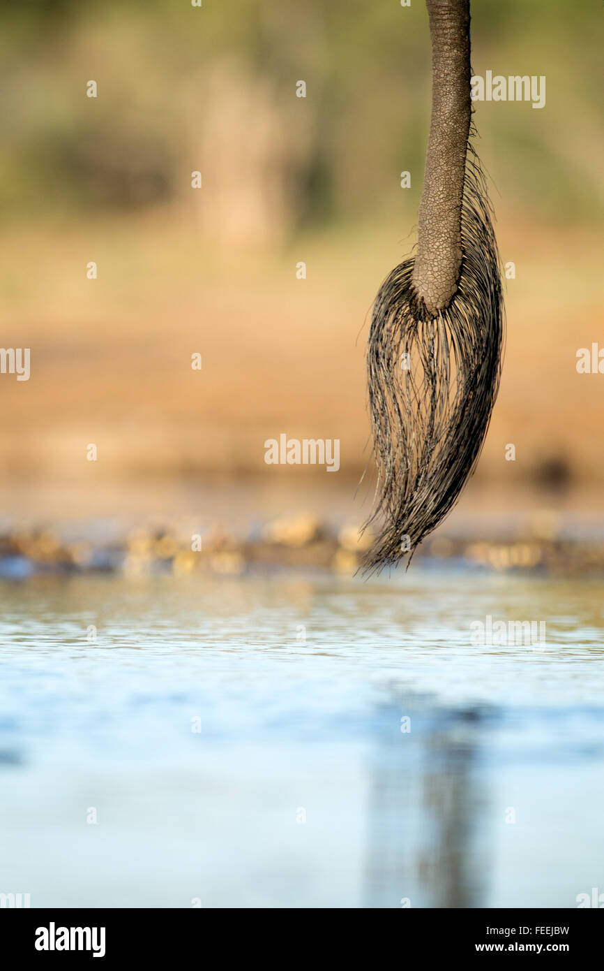 Heck des afrikanischen Elefanten Stockfoto