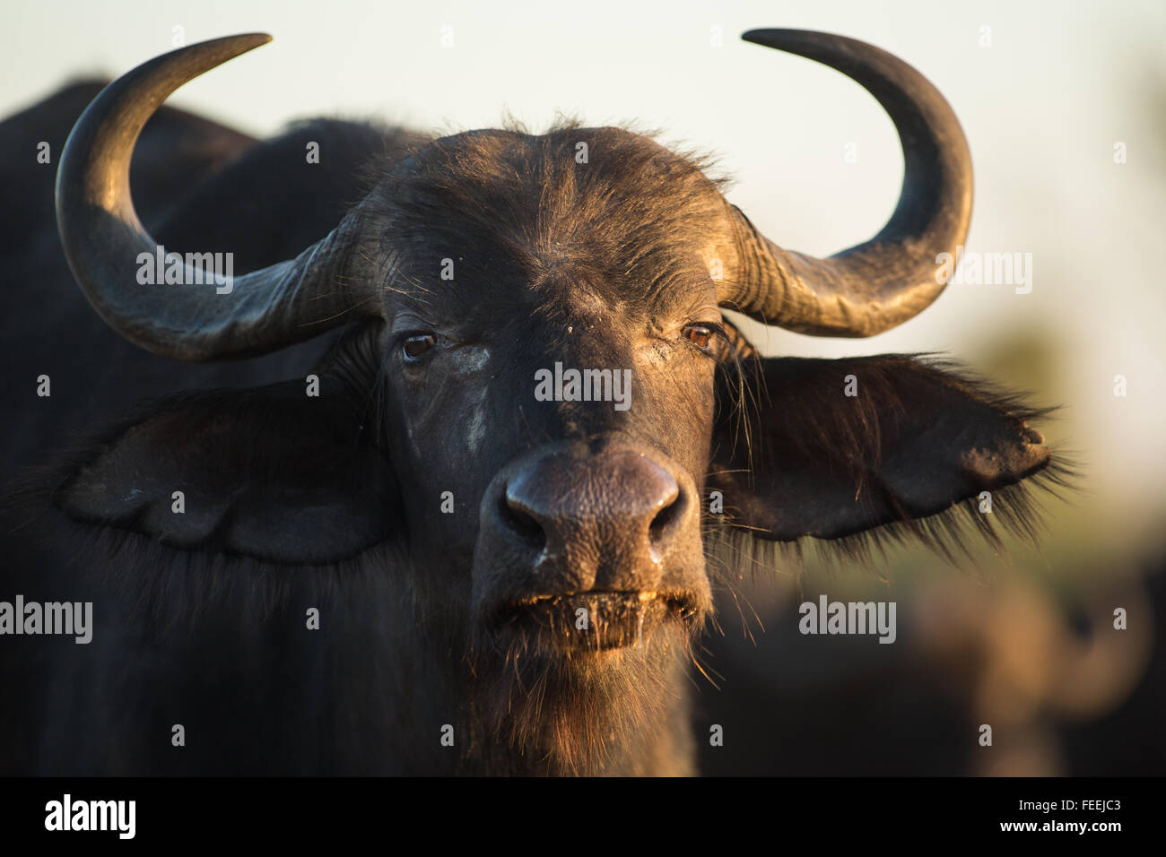 Büffel in der bushveld Stockfoto