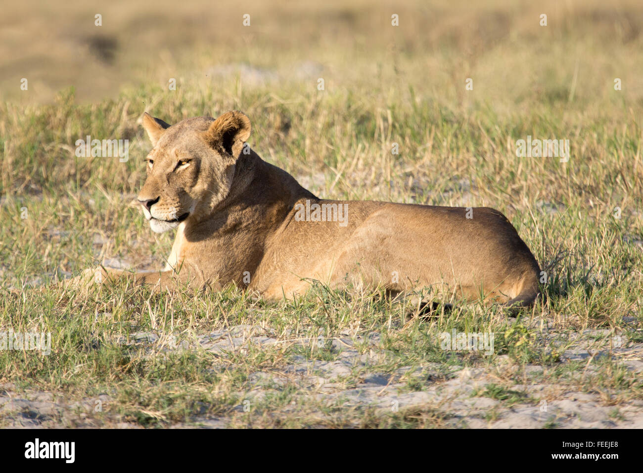 Verlegung auf offenen Buschland Löwen Stockfoto