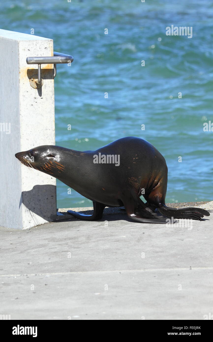 New Zealand Seebär in Kaikoura, Neuseeland. Stockfoto