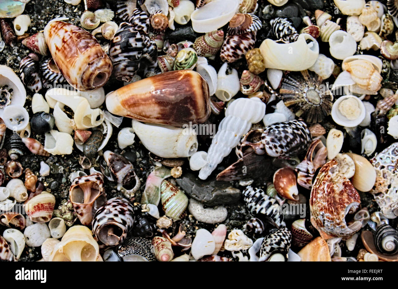 Cone Shells an einem australischen Strand. Stockfoto