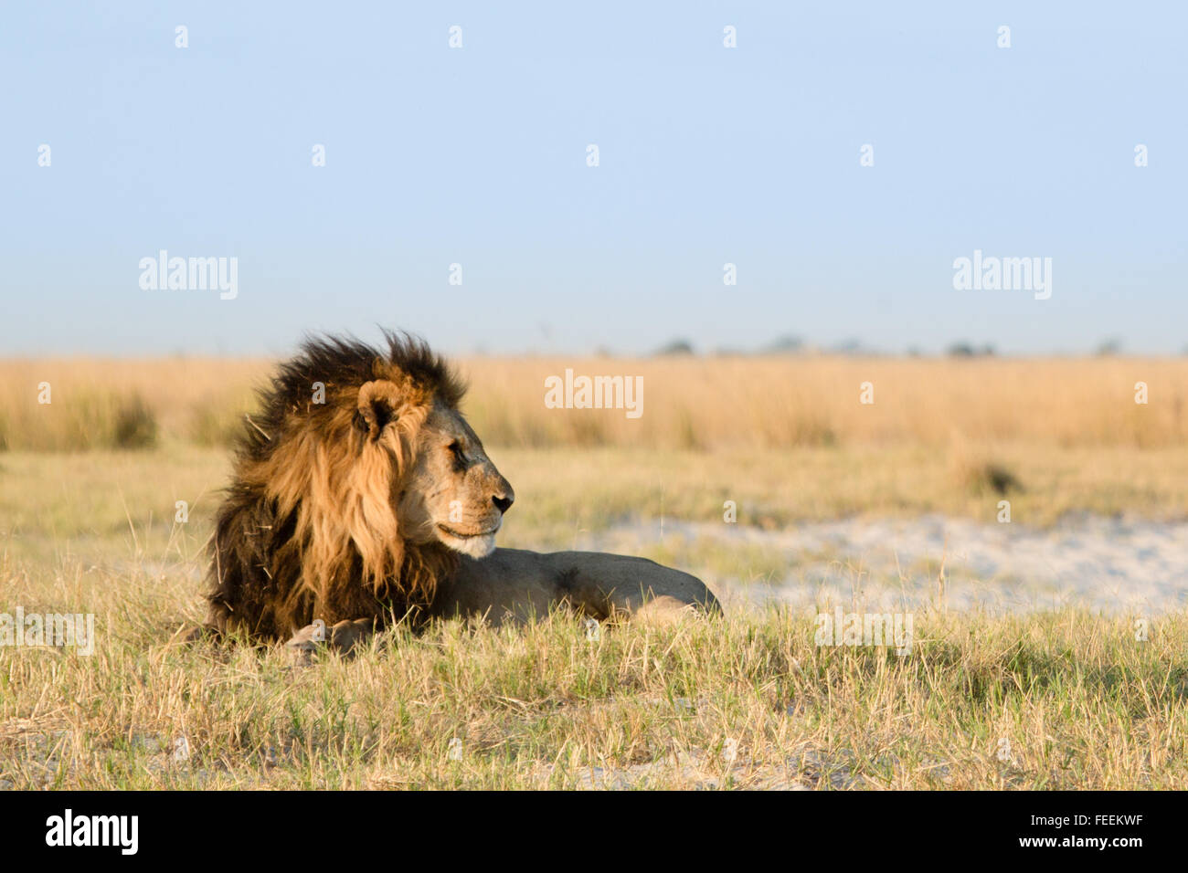 Männlichen afrikanischen Löwen Stockfoto